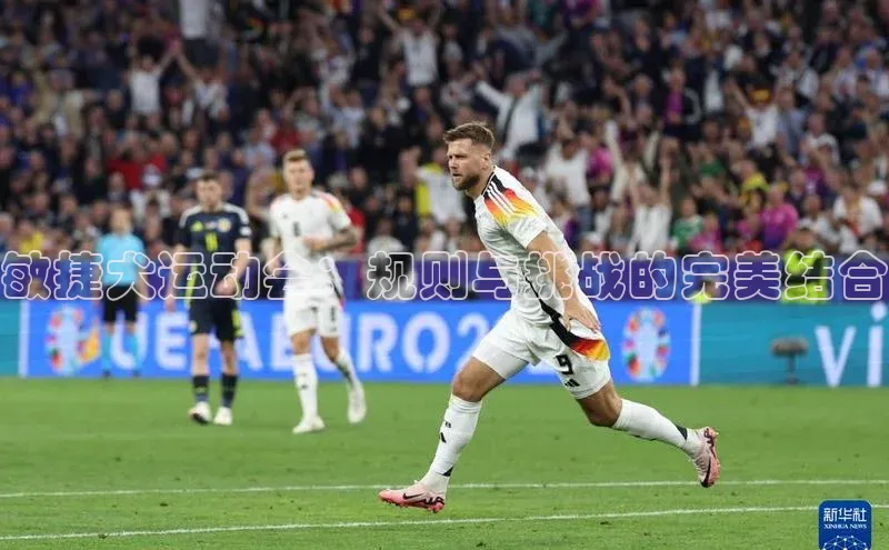 敏捷犬运动会：规则与挑战的完美结合