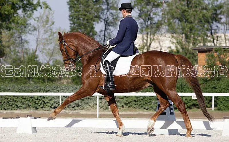 运动机关赛事：打造卓越团队的竞赛舞台