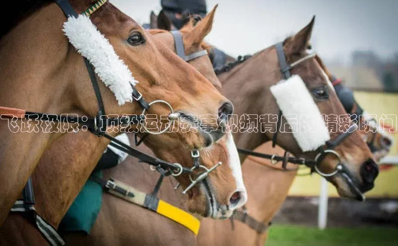 飞跃极限：顶级运动赛事视频背后的精彩瞬间